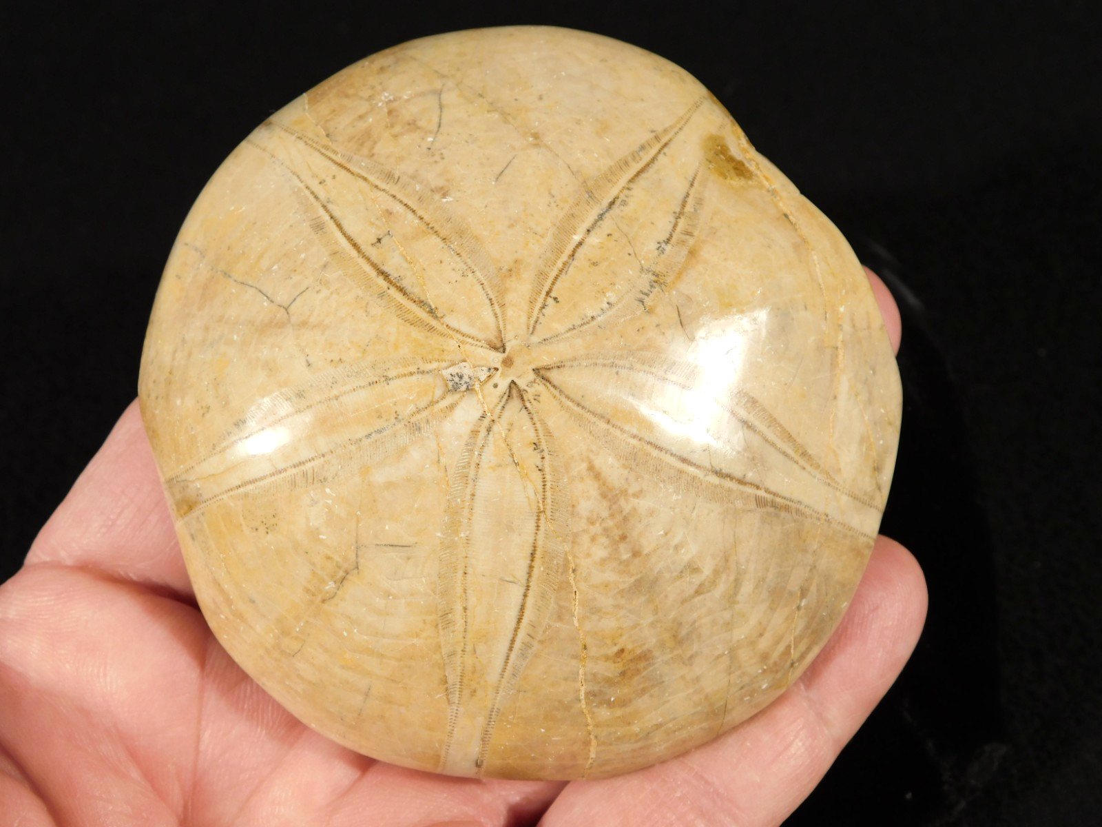 Big! Polished 150 Million Year Old! SAND DOLLAR Fossil Madagascar 219gr