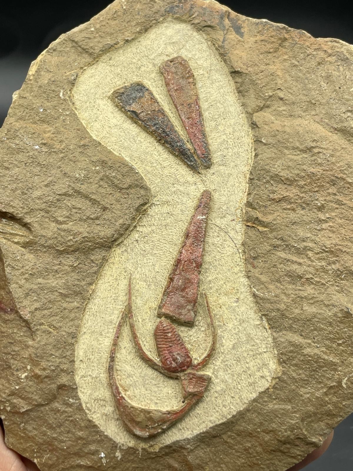 Rare Ordovician Life Plate: Euloma, Orthoceras & Ampyx Association