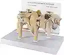 Human Humerus Bone Model Left