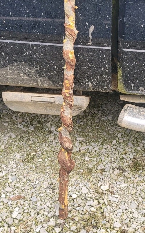 BEAUTIFUL!! 46" FRESH Cut Vine Twisted Stick with Bark~ Read Description