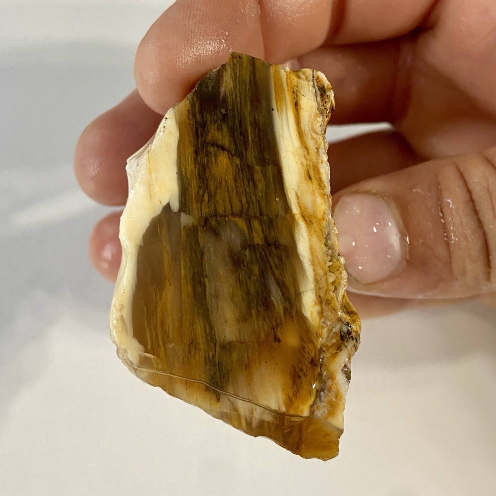 Petrified Wood Lapidary Rough Chunk 3.41 Oz