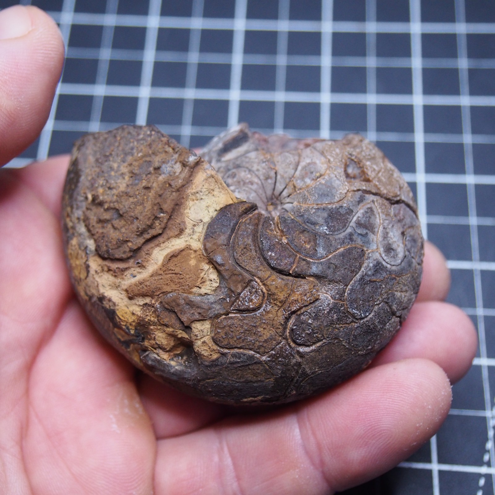 76 mm Goniatite Devonian Fossil Ammonite Morocco 2570