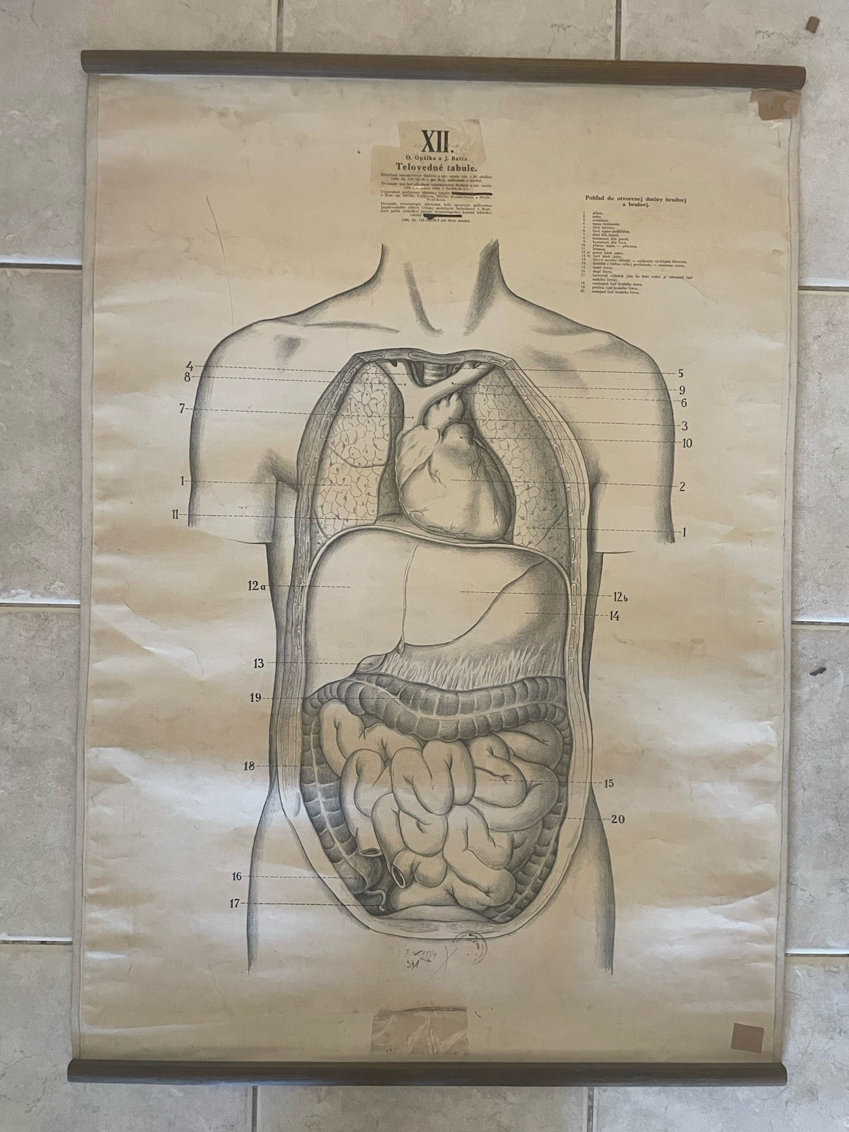 Original vintage medical pull down school chart of Stomach ,chest and abdomen,