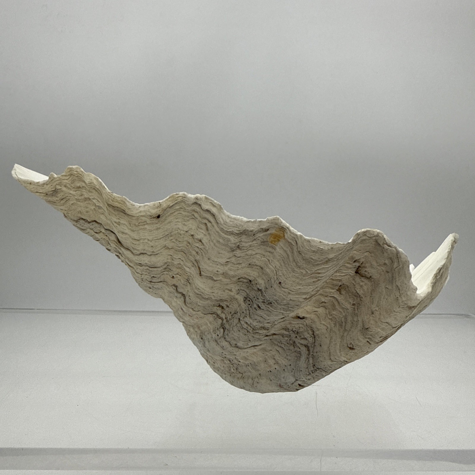 Giant Clam Shell Tridacna Gigas 9.5” Long X 7.5” Wide Fossil Indentations Clean