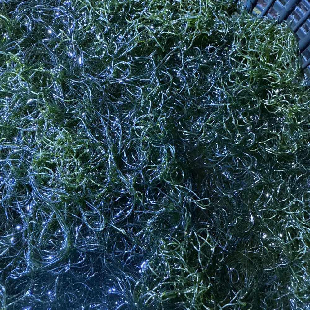 2" Frag Chaetomorpha Macro Algae Chaeto for Copepods Amphipod Reef