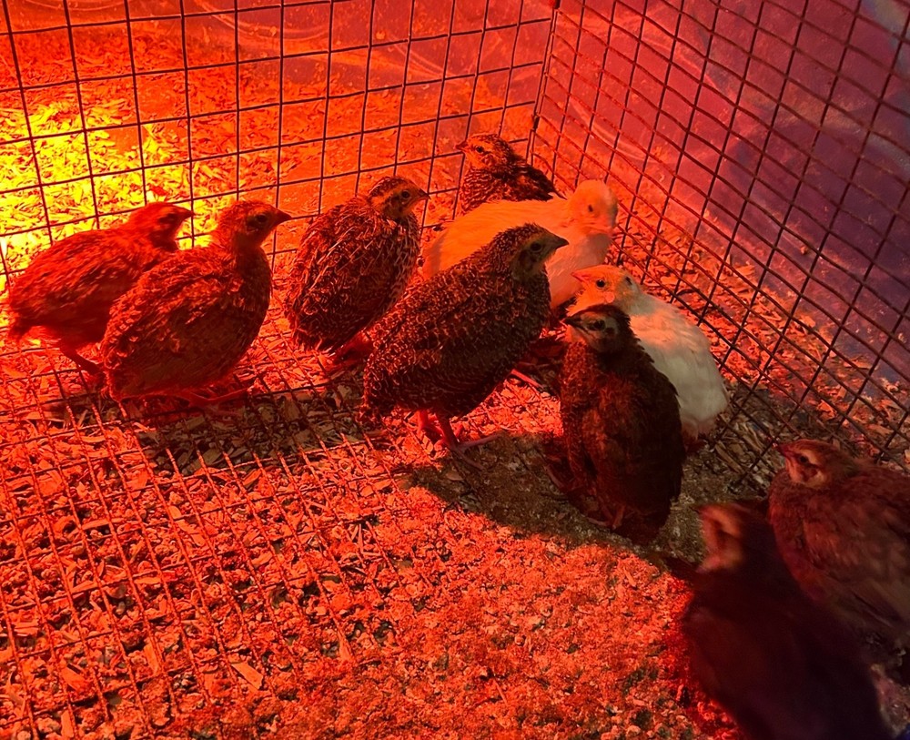 10+ Assorted Coturnix Quail Hatching Eggs