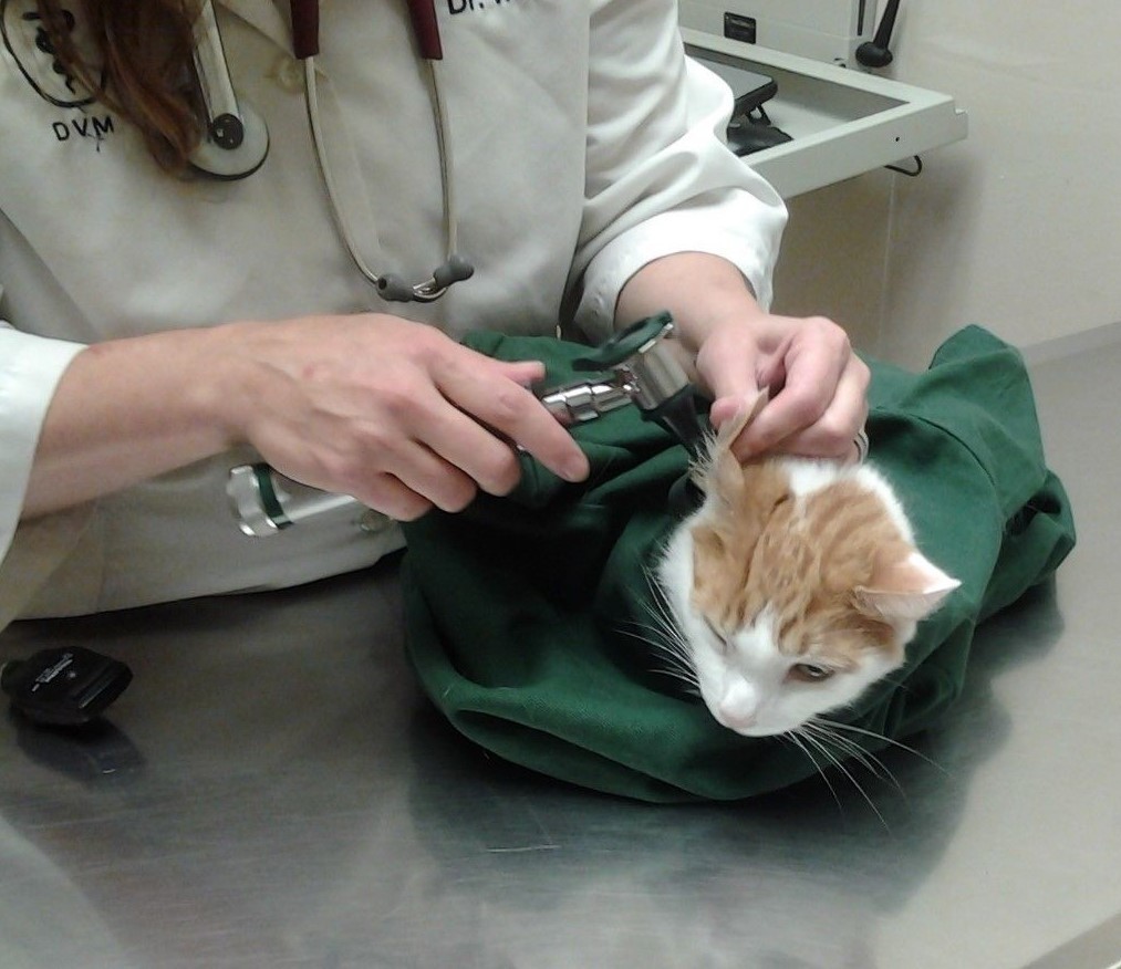 Cat-in-the-bag Cozy Comfort Carrier