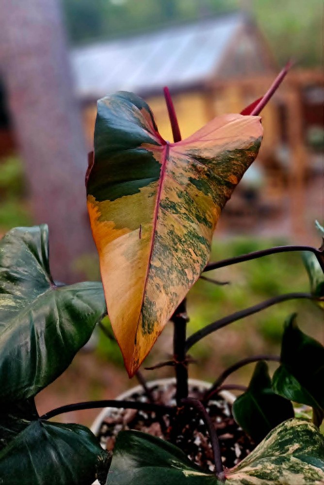 Philodendron Strawberry Shake