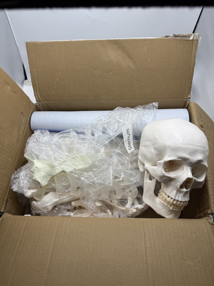 Houseables Disarticulated Human Skeleton