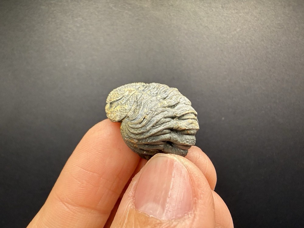 Enrolled Moroccops Trilobite