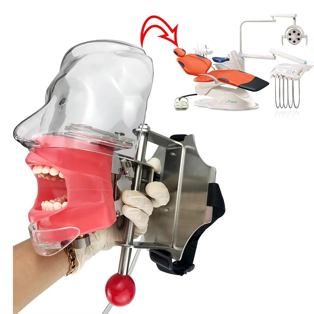 Dental Simulator Mannequin Head Dental Teeth Model Practicing Head Mold