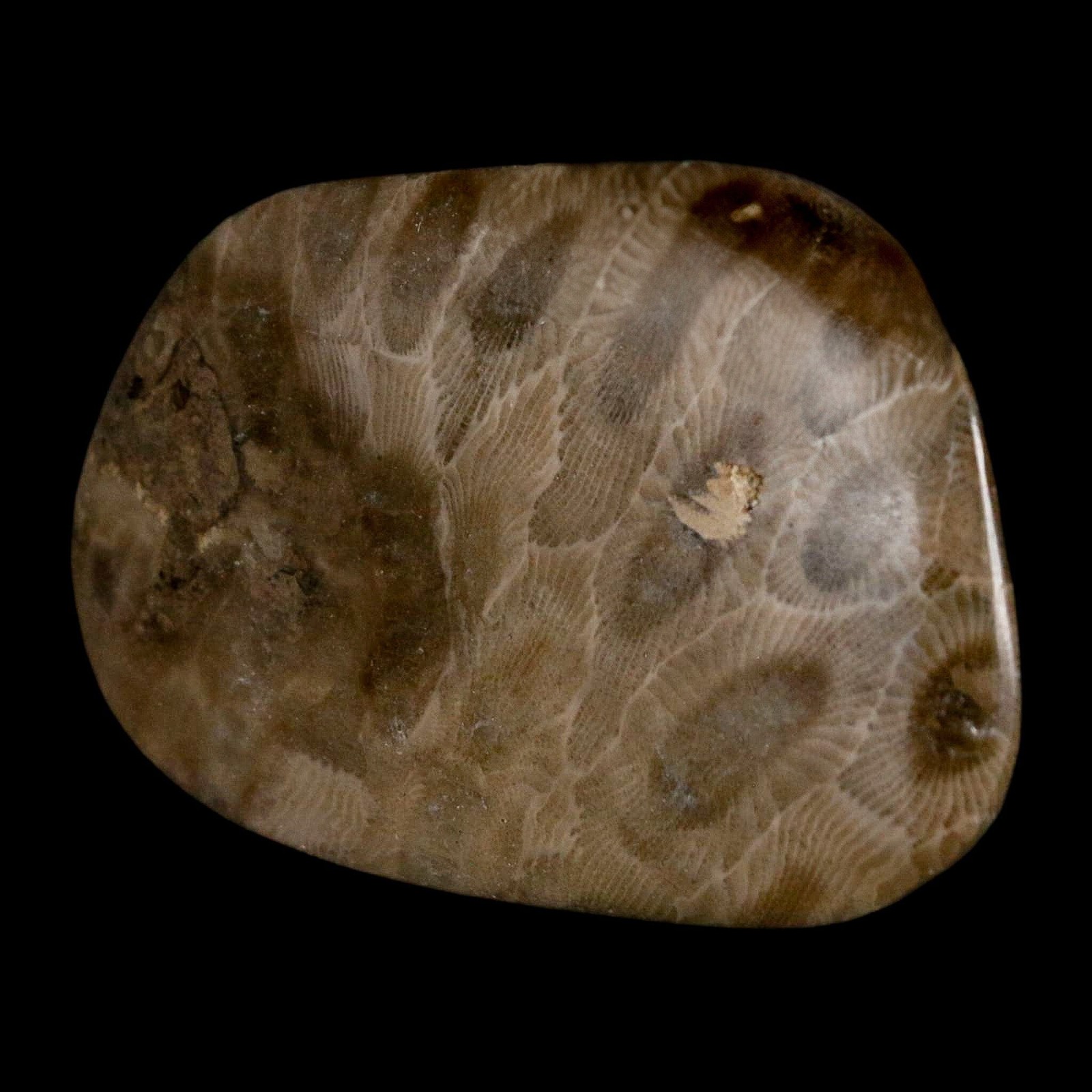 2.6" Polished Slab Petoskey Stone Hexagonaria Coral Fossil Devonian Age Michigan