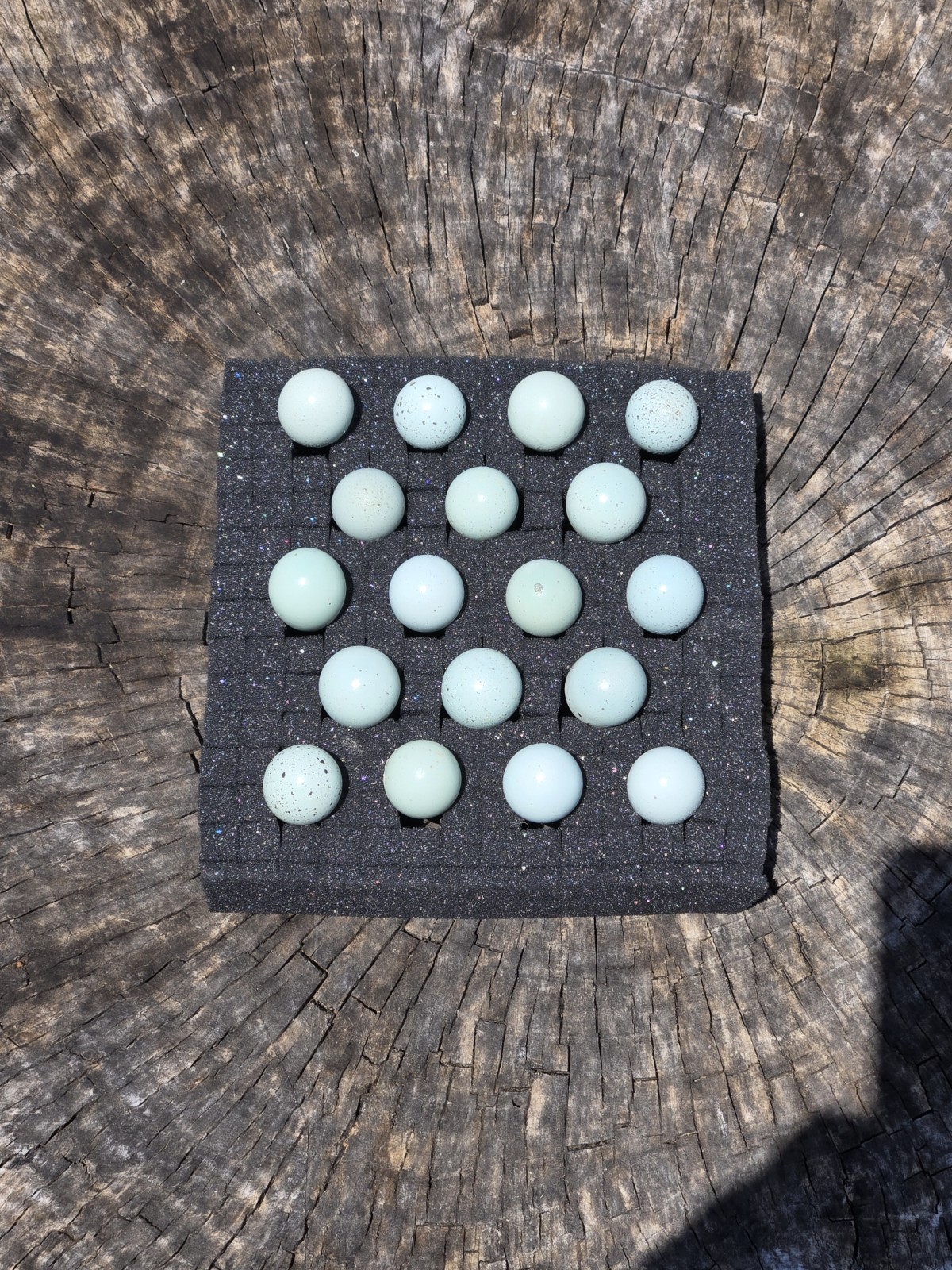 25+ **RARE COLORS** Celadon Blue Coturnix Quail Hatching Eggs