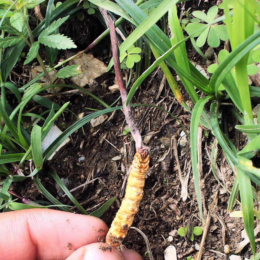 Cordyceps Sinensis Liquid Culture