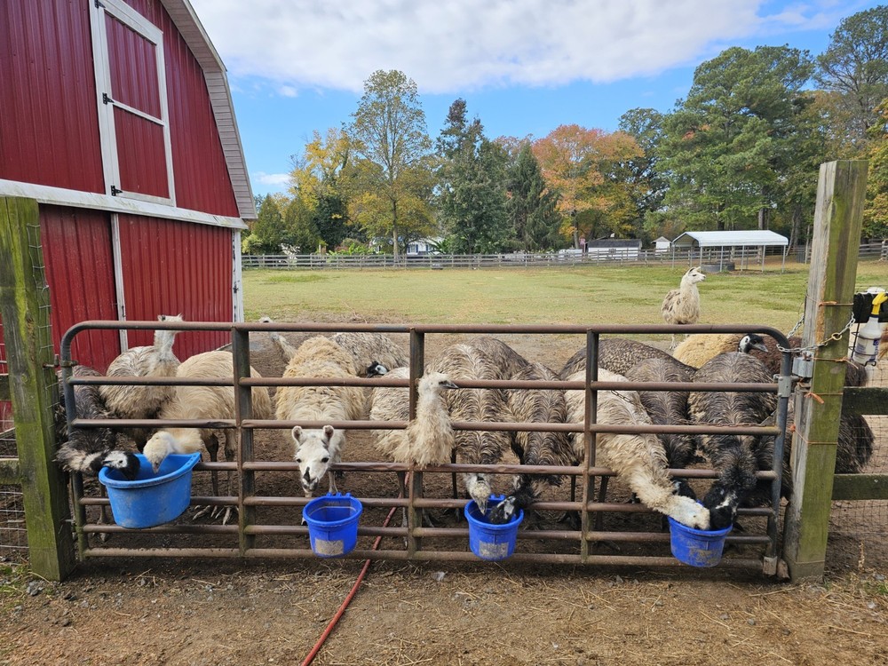 1 (one) Emu Hatching Egg White Blonde Normals READY TO SHIP