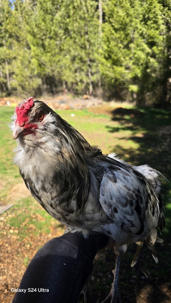 Chocolate/ Splash (Project) Ameraucanas Hatching Eggs from a fun pen!