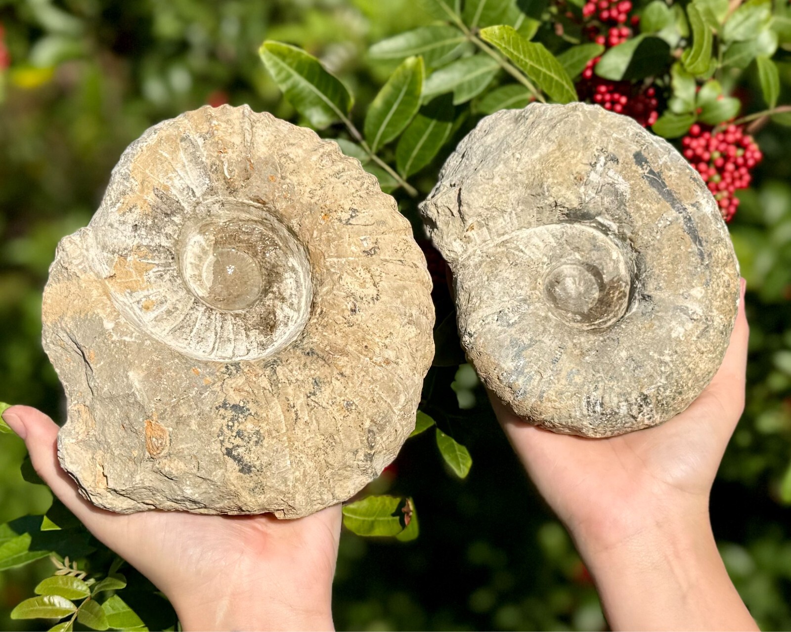 Jumbo Natural Ammonite Fossils From Morocco, 6 - 8" Raw Ammonite Specimens
