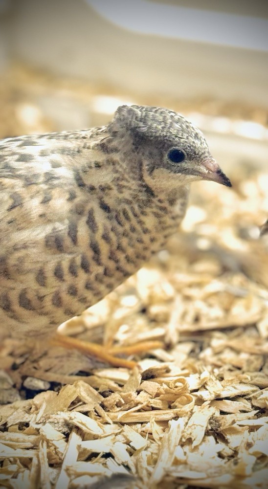 40+ Button Quail Hatching Eggs Multiple Colors