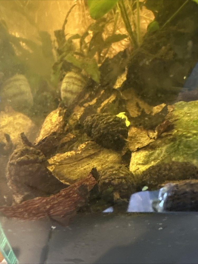 Alder Cones 30+ for Aquarium Shrimp Tank Starter Pack