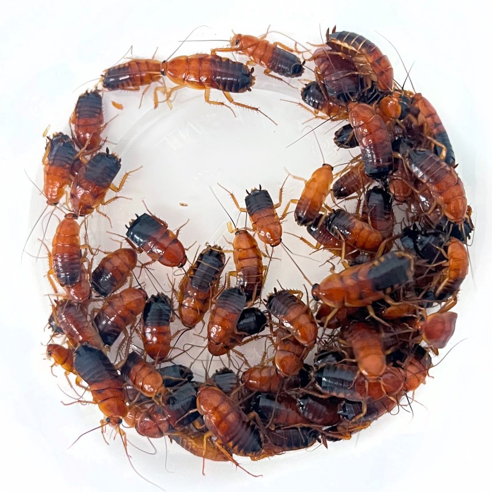 Exo-Morphs Red Runner Roaches (Blatta lateralis) Live Arrival Guaranteed