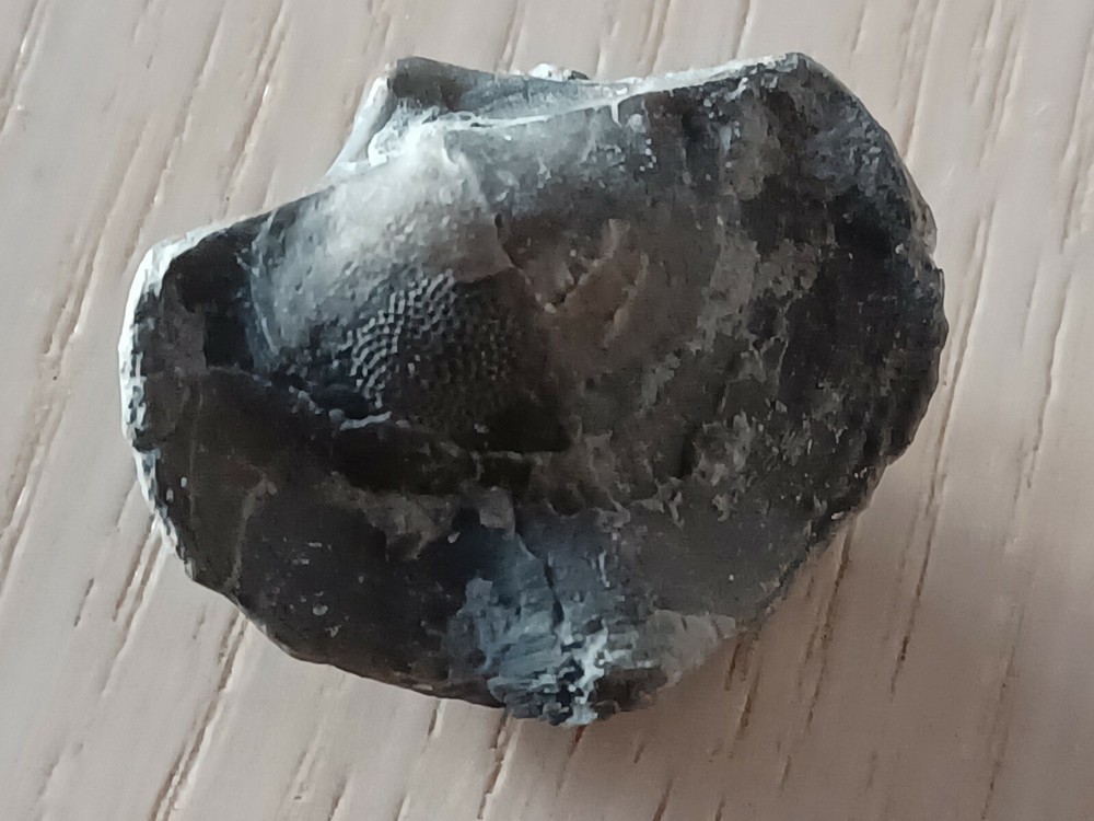 Extremely rare Devonian brachiopod, Eoreticularia Aviceps, Poland, Rocks