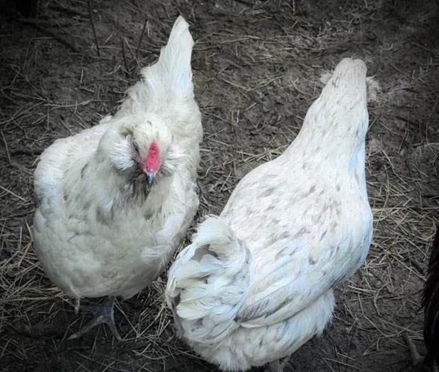 Ameraucana Black Copper Easter Egger Hatching Eggs | Blue Green Olive | Fertile