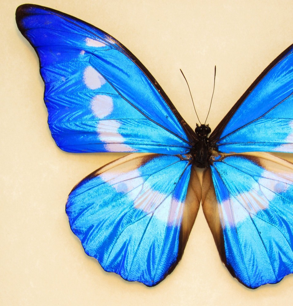 Real mounted butterfly - Sephisa chandra - A1