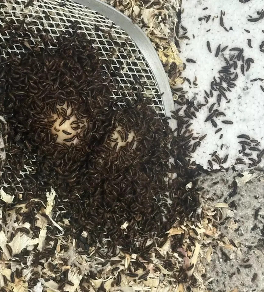 “Dermestid Beetle Starter Colony 150+ Premium Mix of Adults, Larvae & Eggs