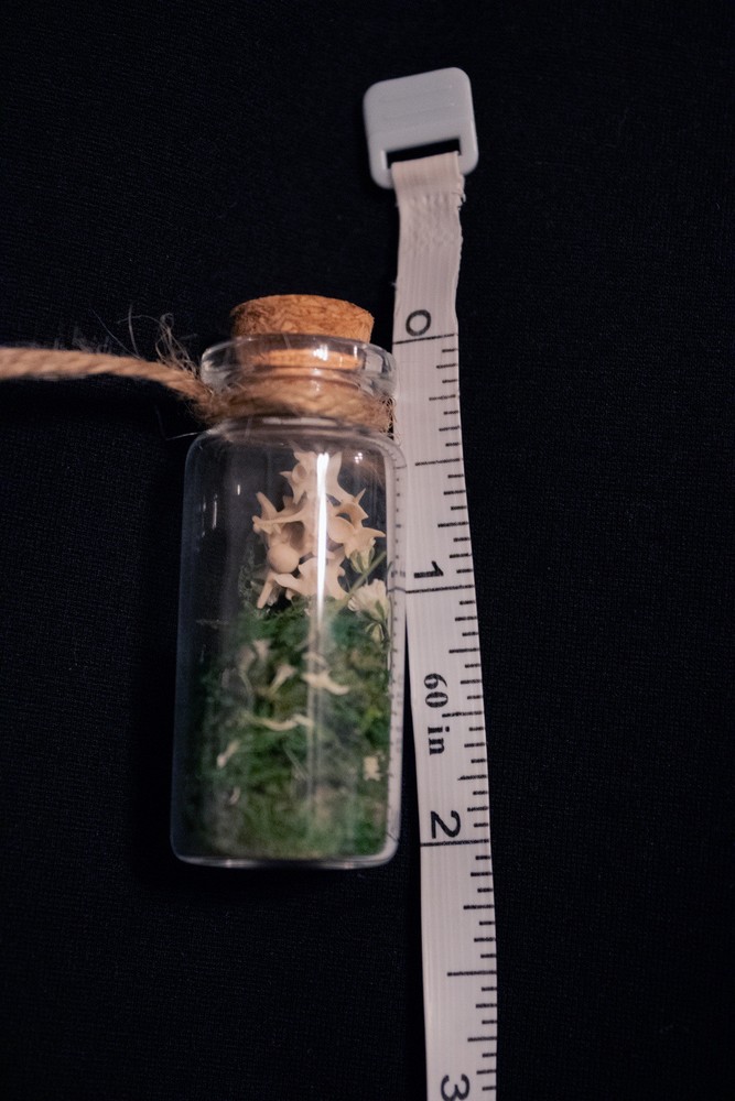 oddities weird stuff