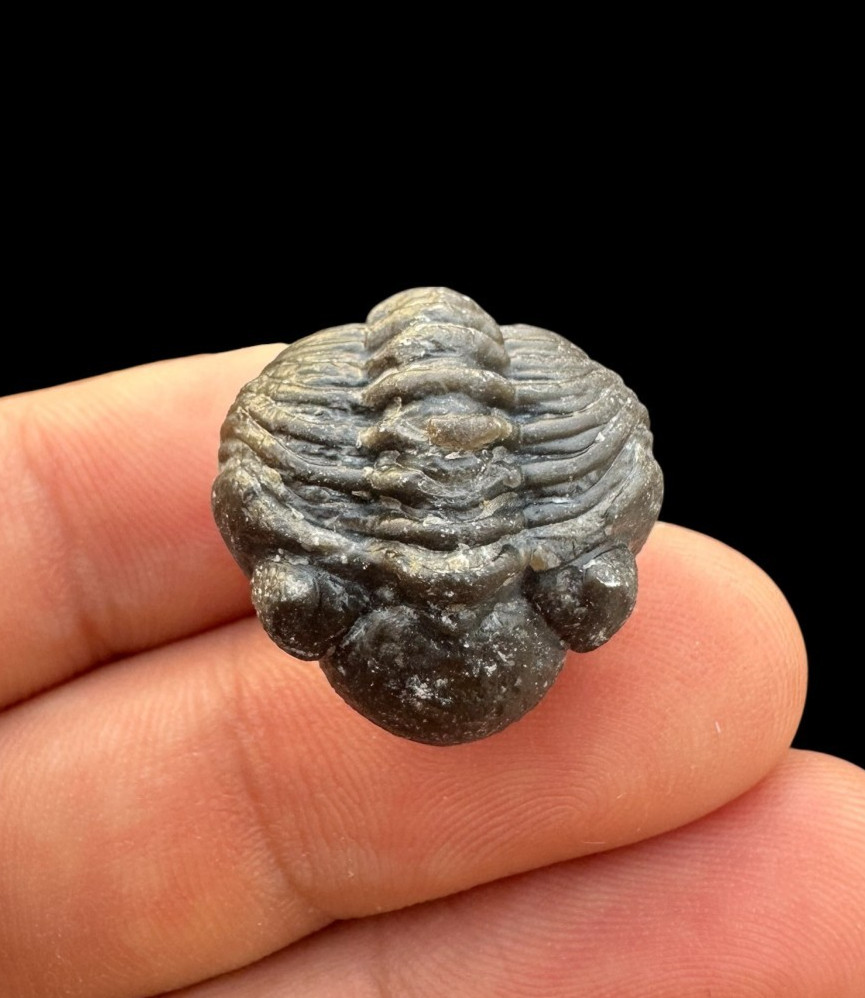 Fabulous Rolled Phacops Trilobite Fossil – Authentic Devonian Era Specimen