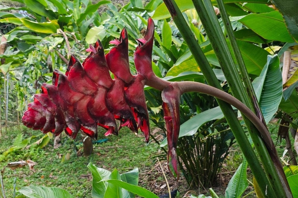 Heliconia MARIAE Bountiful Flower
