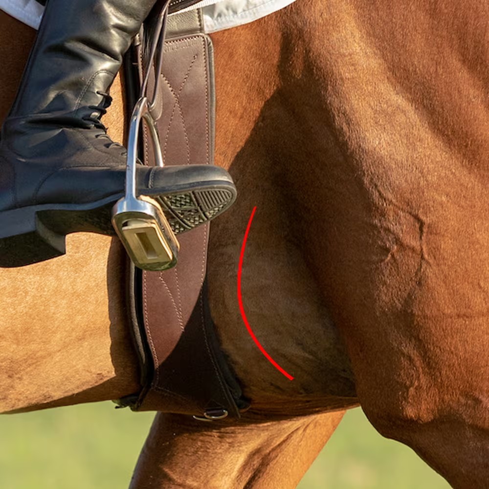 Total Saddle Fit Stretchtec Jump Cinch