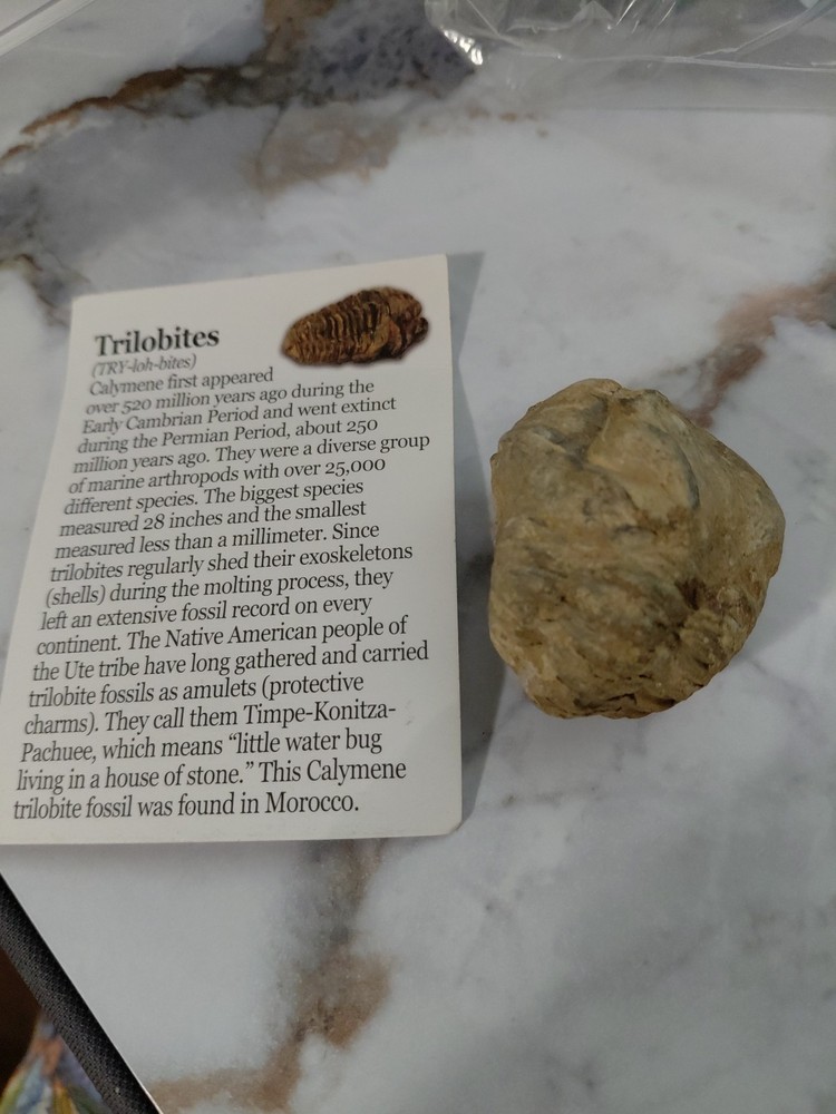 Trilobite Fossil From Morocco
