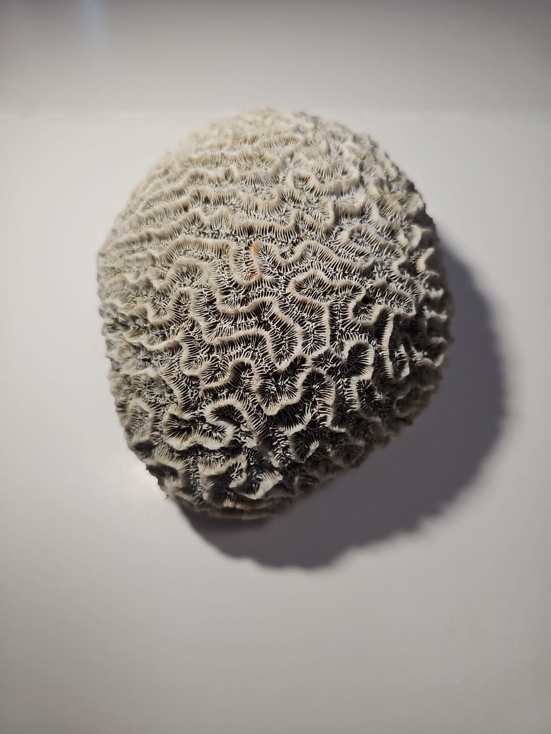 Fossilized Brain Coral, Diploria Labyrinthiformis 6+ inches