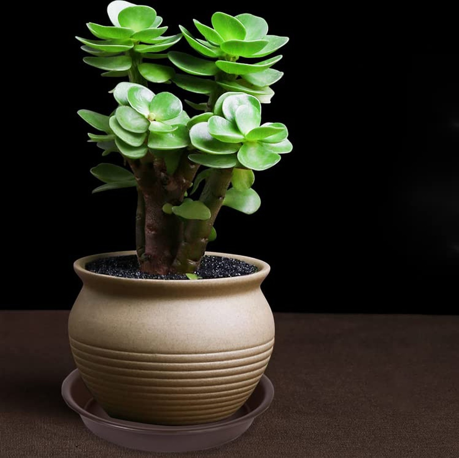 6 Pack Plant Saucer Tray 6“, 4 6 8 10 12 14 16 18 inch Saucers, Heavy Duty