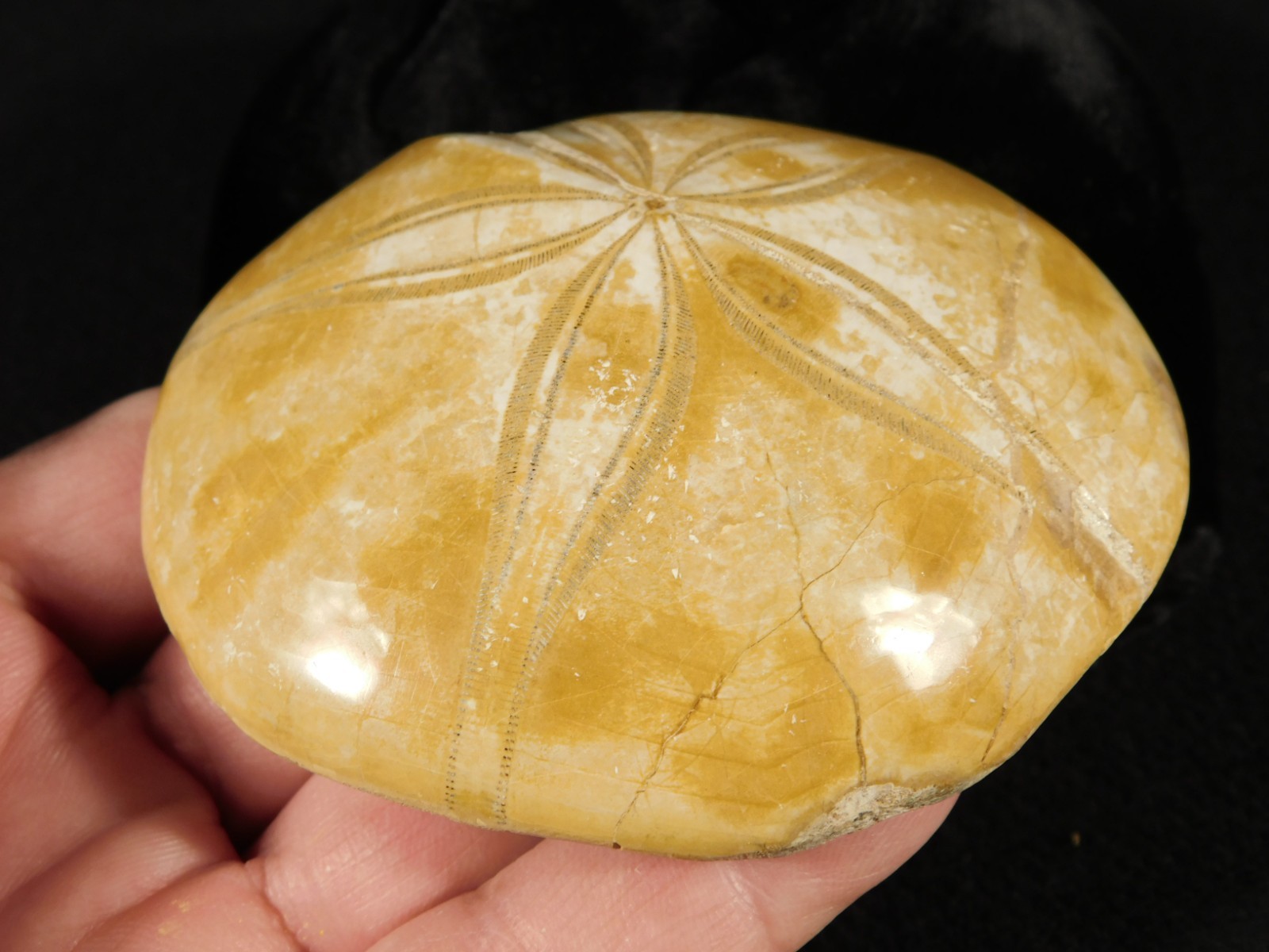 Big! Polished 150 Million Year Old! AAA SAND DOLLAR Fossil Madagascar 211gr