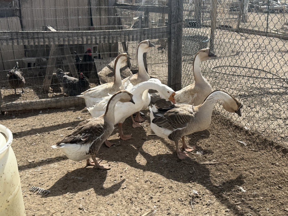 African Dewlap geese Hatching Eggs