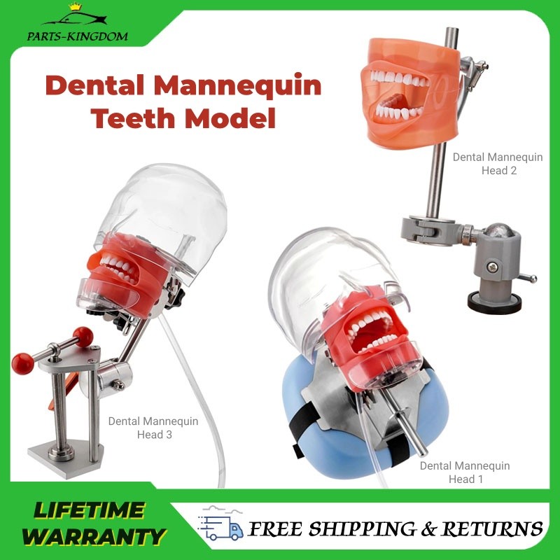 Dental Simulator Mannequin Head Teeth Model Typodont Model &Teeth Mount Pole New