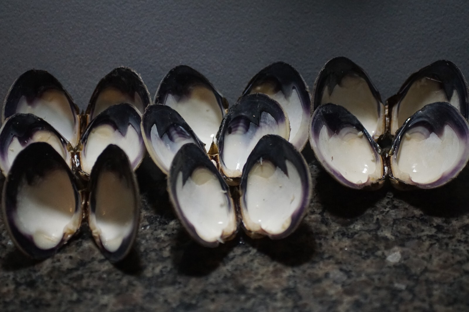 Wampum Quahog Shells SE RI Premium Lot 16 2 1/2"-3" PAIRS