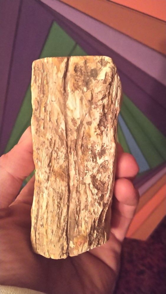 Petrified Wood Log