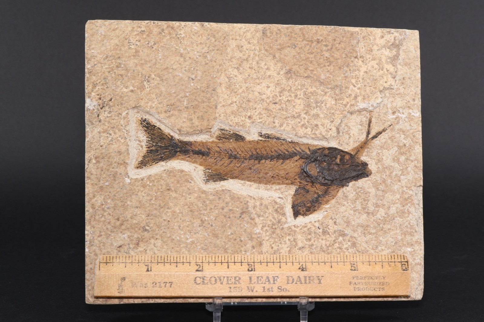 4.5" Mioplosus Fossil Fish Fossil Lake Green River Fm Wyoming WY COA 11898