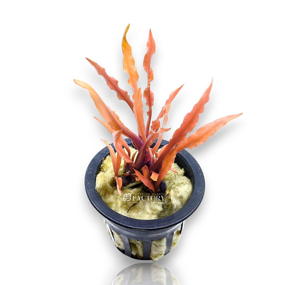 Cryptocoryne Albida Red