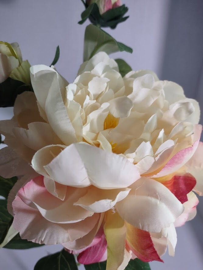Gorgeous single peony stem