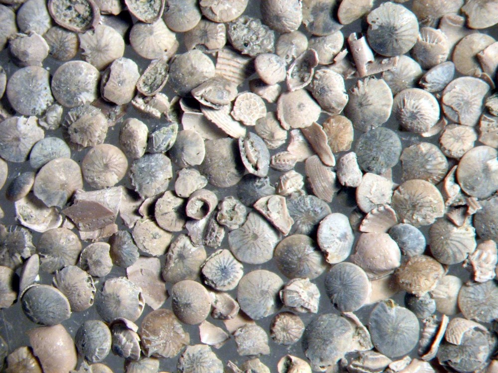 Eocene foraminifera ostracod microfossil matrix sample Selsey Fm. Superb NEW!