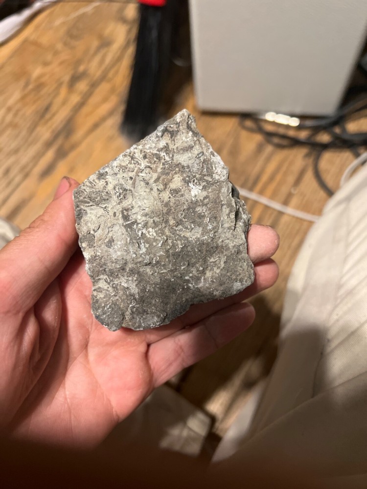 fossils other