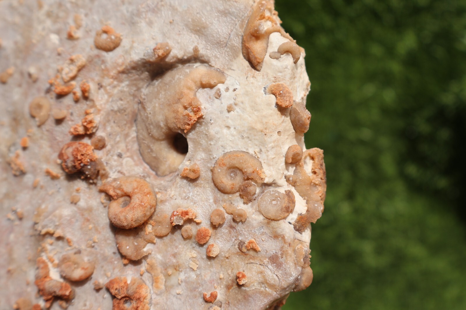 Cretaceous Douvilleiceras And Gastropods Fossil Plate From Morocco Marine Fossil