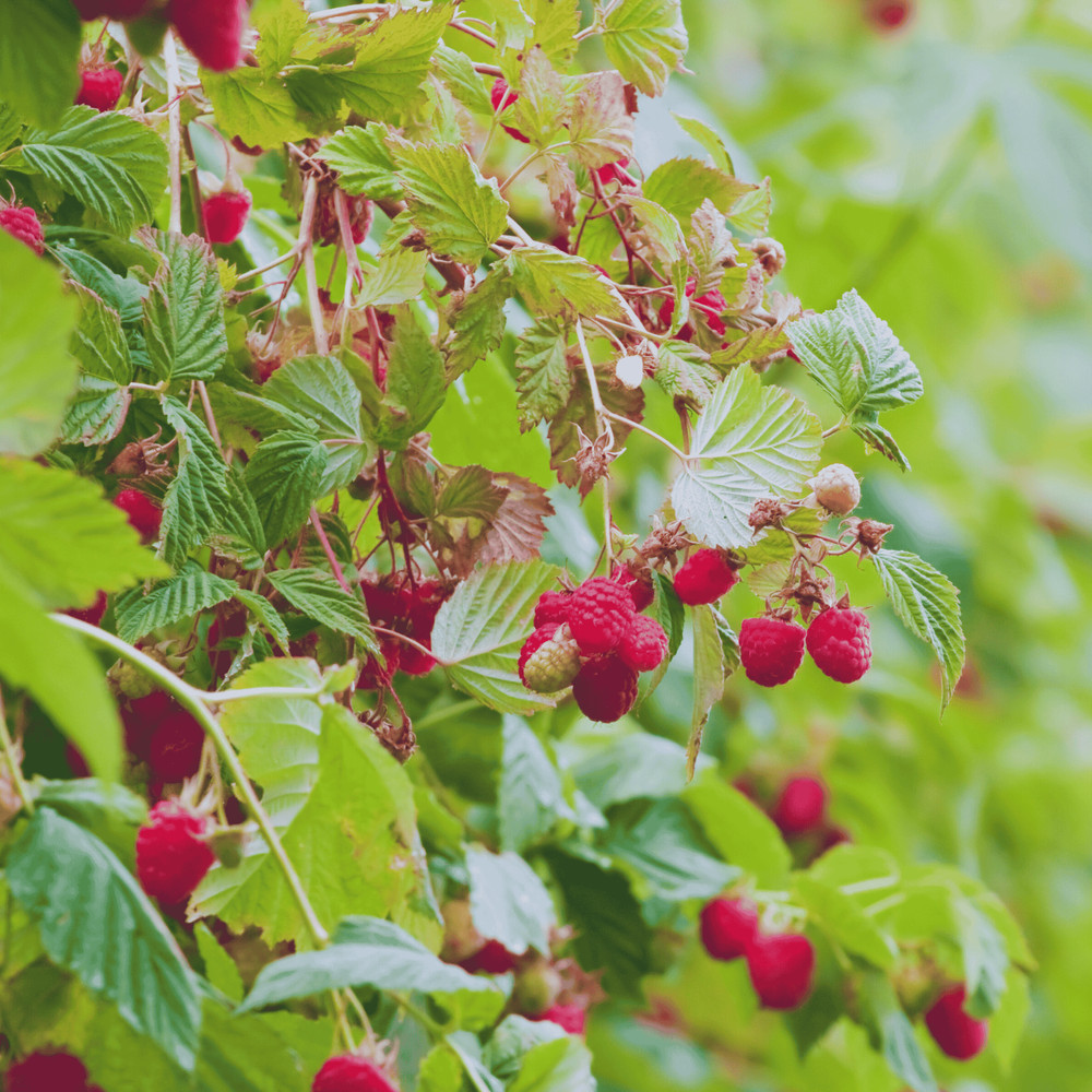 Hand Picked Nursery Joan J Raspberry Canes – Bare Root Canes, 1-Year-Old