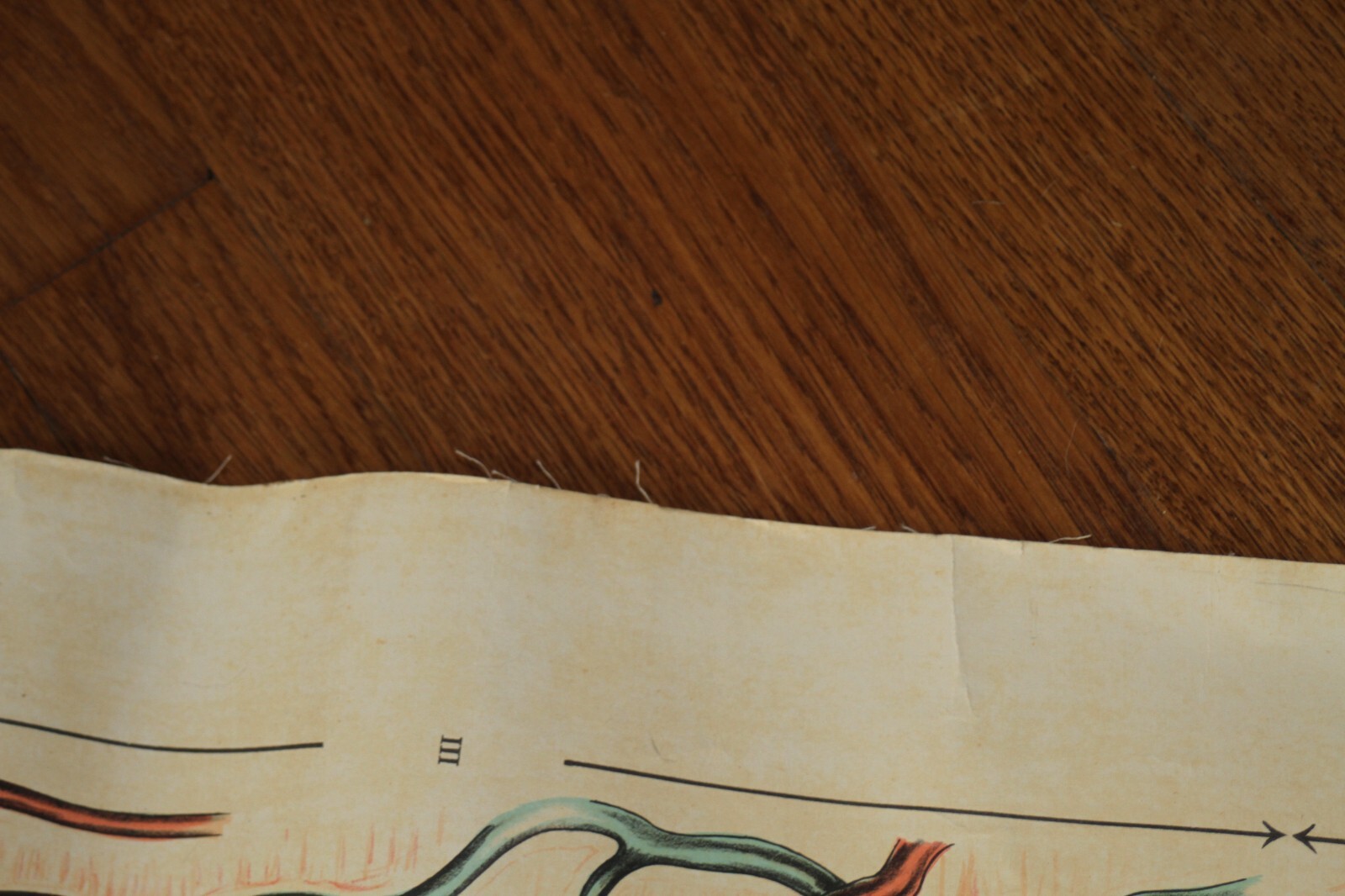 Rare Vintage 1940’s Scientific Medical Classroom Canvas Poster Chart of Skin