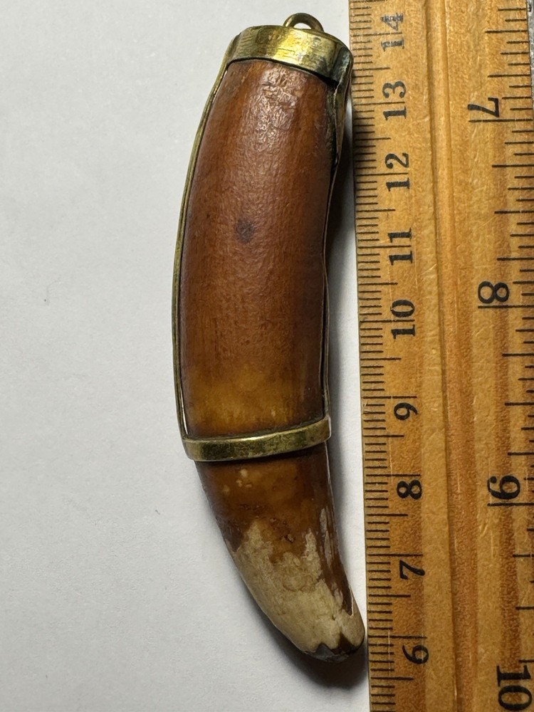 530- Tooth, Teeth, Crocodile’s Tooth
