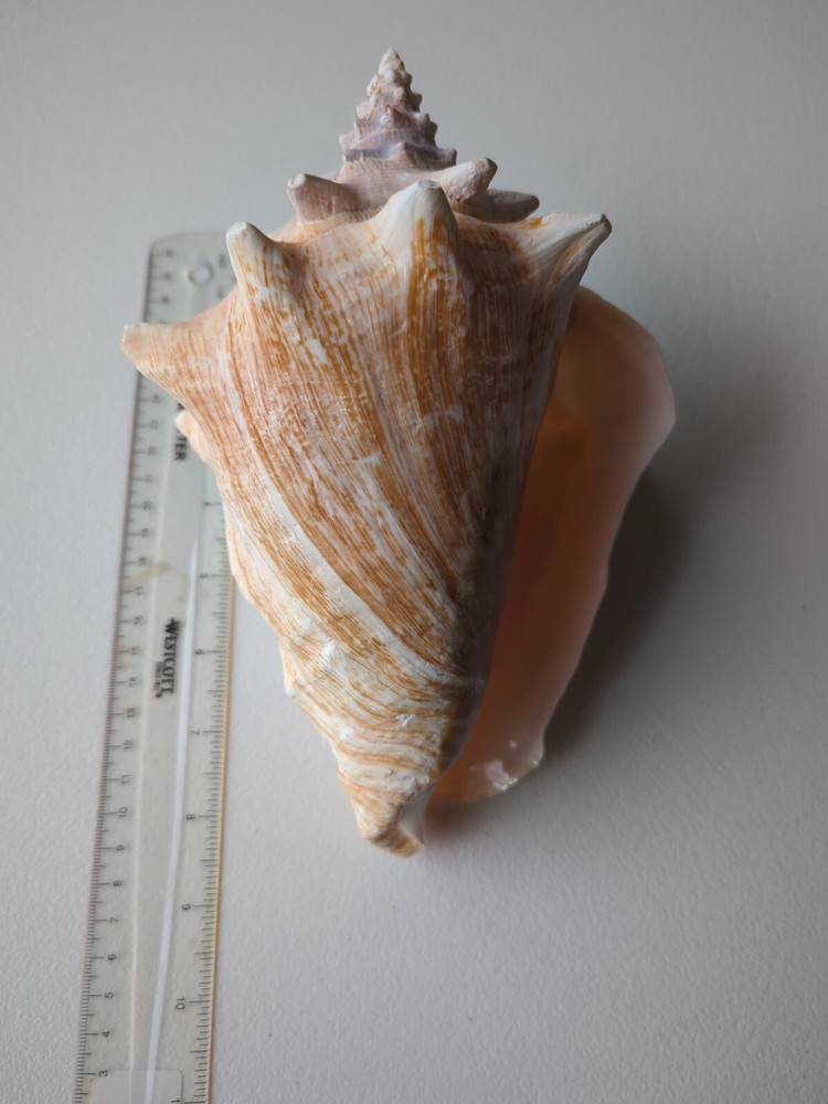 Queen Conch 8.75 inches